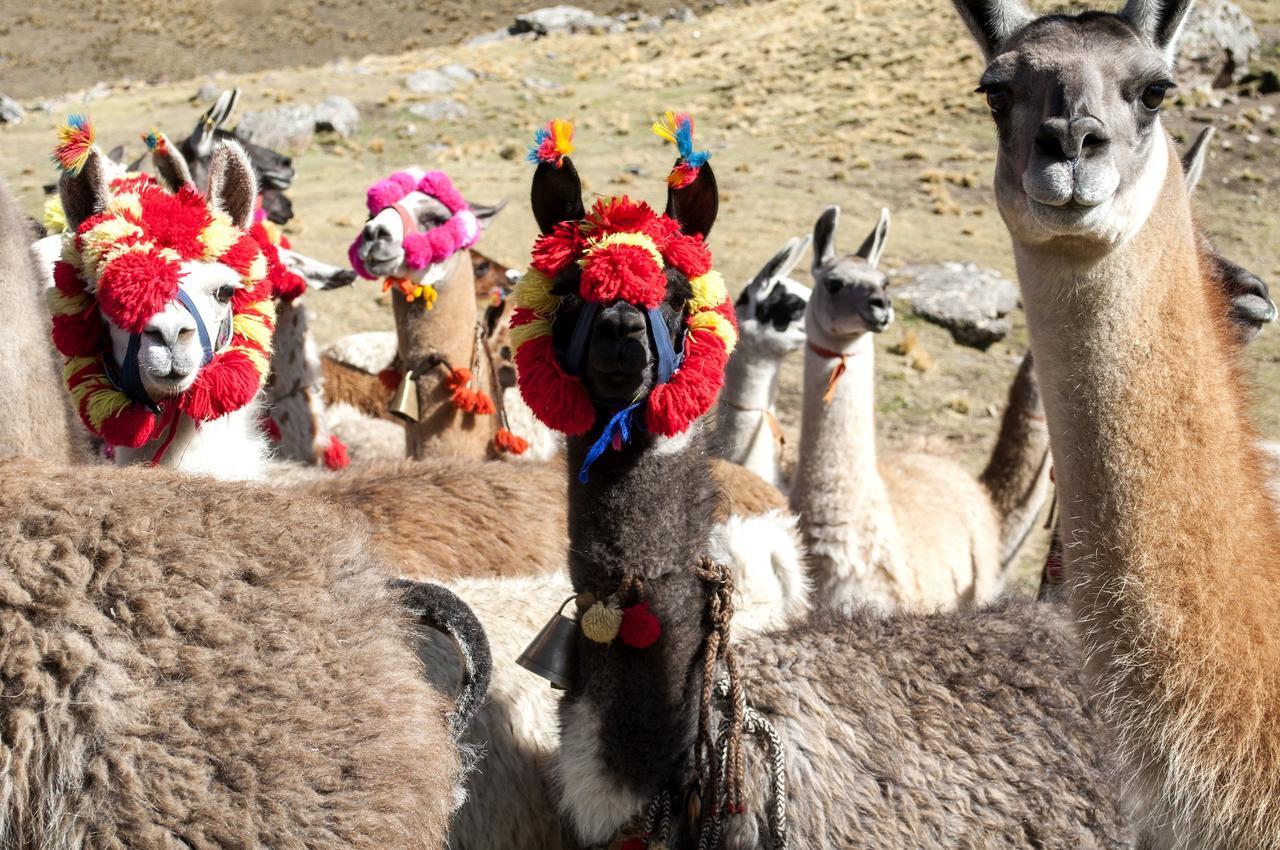 Hotel Gran Palma Huancayo Eksteriør billede
